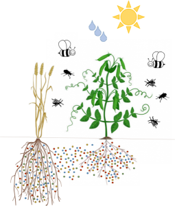 biodiversité et interaction